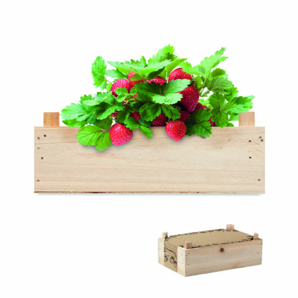 Graines de fraises dans une cai